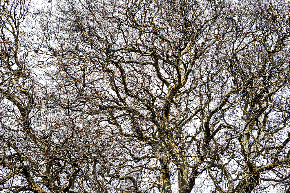 Branches of a sprawling tree against the sky. Branches of a sprawling tree against the sky.
