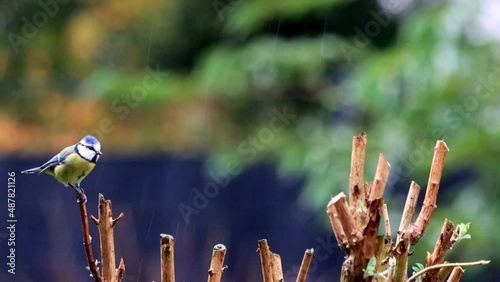 bird blue Parus caeruleus in the rain on a branch
