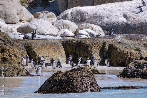Boulders Beach in Simons Town, Cape Town, South Africa. Beautiful penguins. Colony of African penguins on a rocky beach in South Africa. 