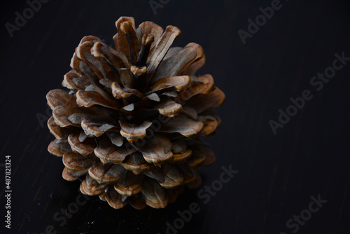 pine cones