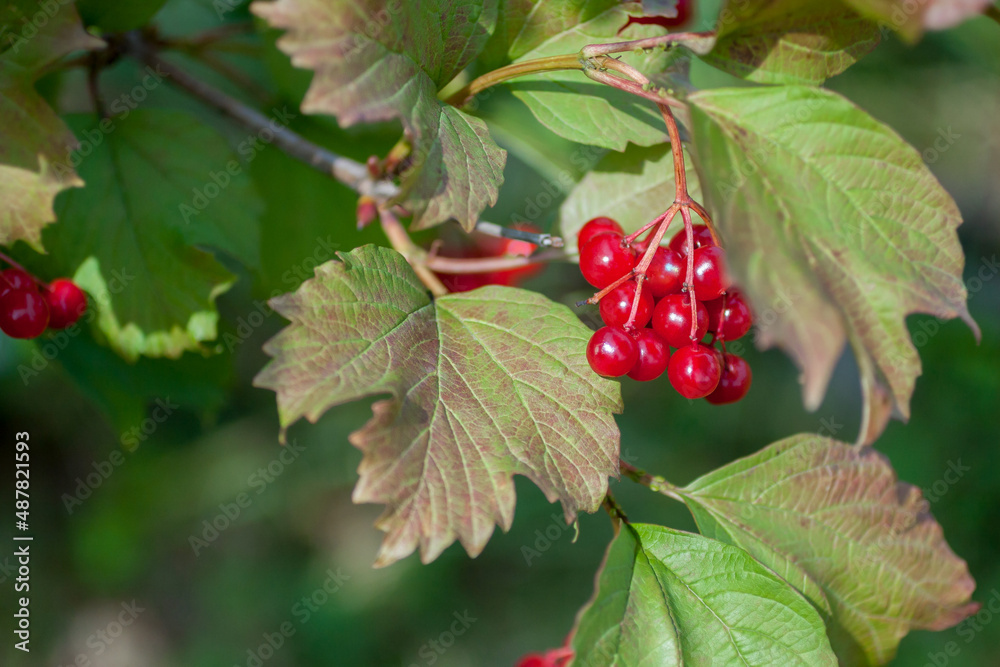 Bright red ripe viburnum berries on the bush with fresh green leaves. Garden in a harvest season Bright red ripe viburnum berries on the bush with fresh green leaves. Garden in a harvest season