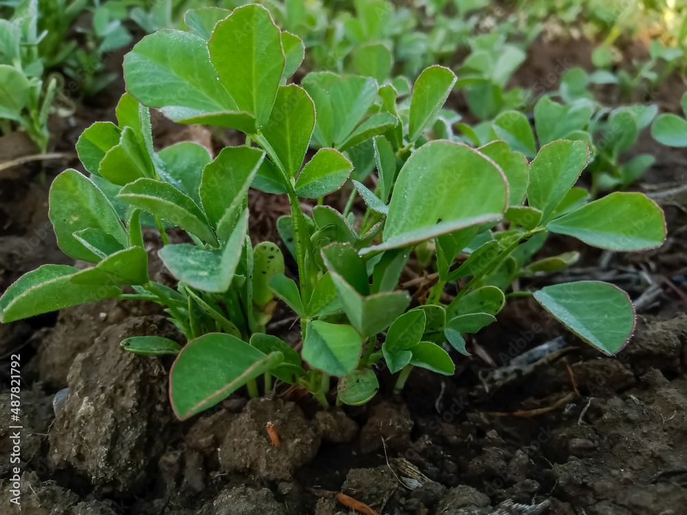 Fenugreek ( methi ) is grown organically in the field 