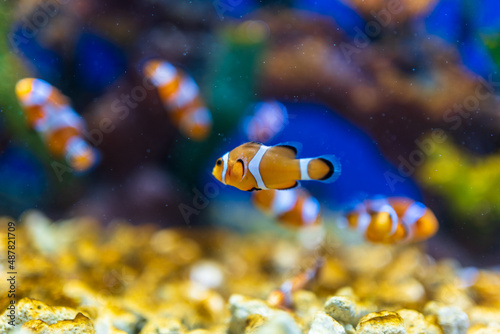 fish in aquarium