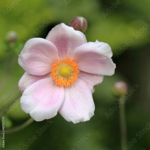 Anemone Japonica macro