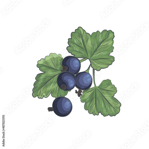 Currant berries sketch vector illustration.