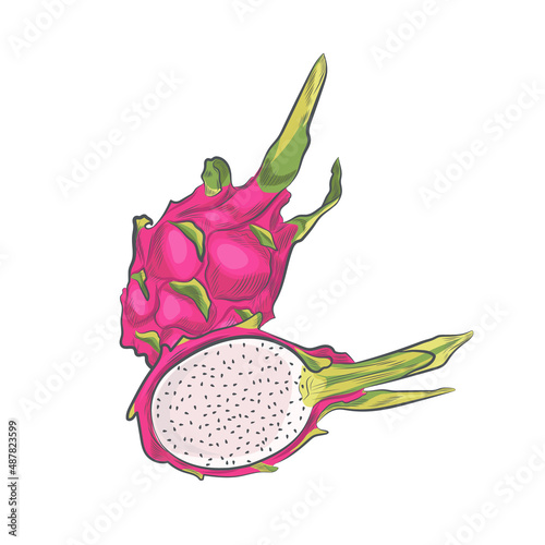 Dragon fruit sketch vector illustration.