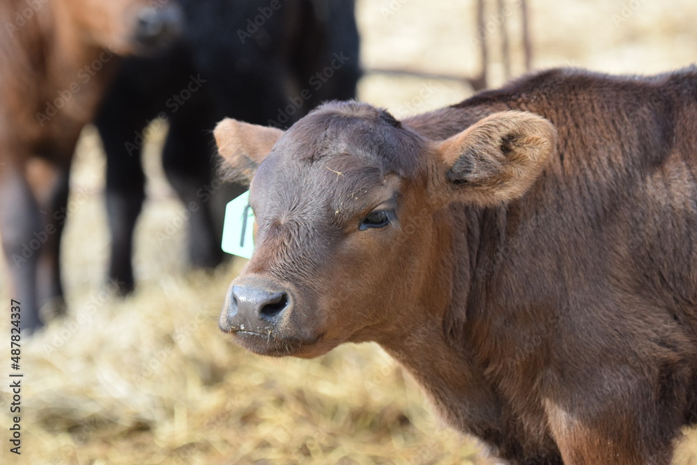 Cows. MOO!