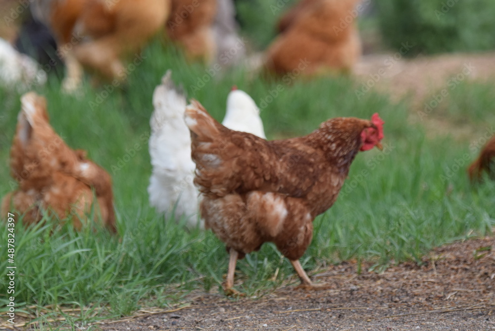 Fototapeta premium Chickens! Cluck Cluck!