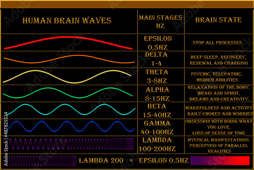 Human brain waves. Basic levels of brain wave frequencies. Processes and states of the brain.