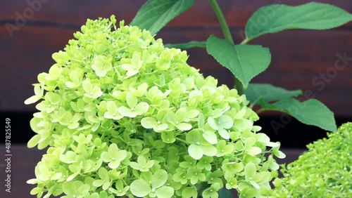 flower Hydrangea Paniculata in front of a brown wooden wall
