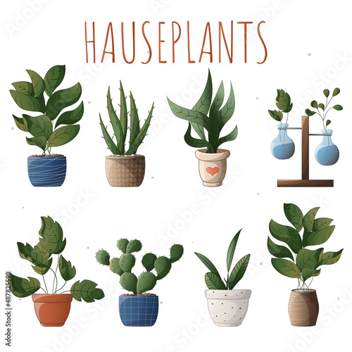 Set of plants in pots. Set of houseplants. Houseplant in a pot. Houseplant, home garden, gardening, plant lover, houseplant store concept, greenhouse