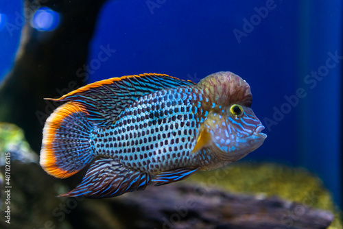Photo fish in aquarium