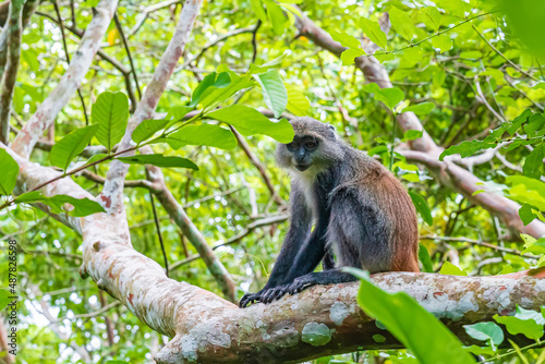 Photo of Red Colobus Piliocolobus tephrosceles sitting on branch. Zanzibar, Tanzania © garrykillian