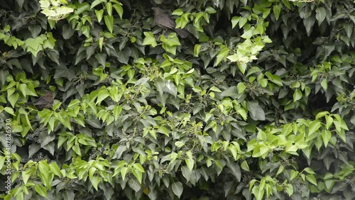 Close up of Starling birds in bush eating berries. Close Bird watching.