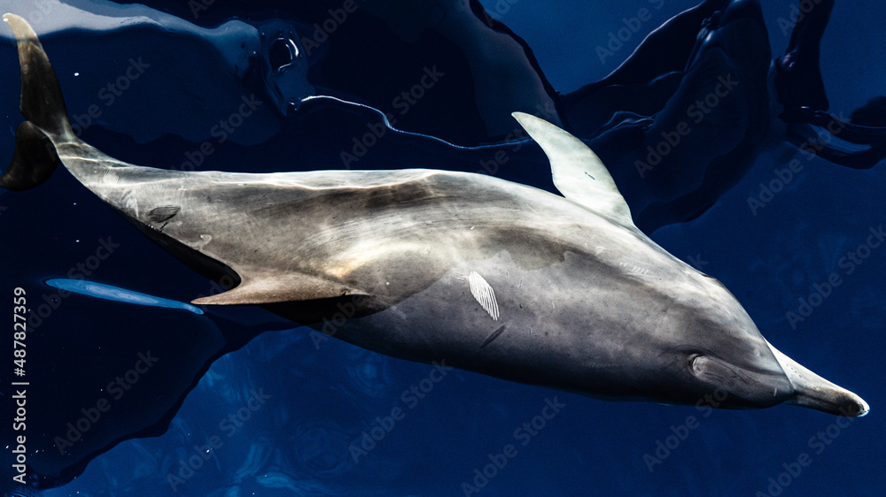 Naklejka premium A group of friendly dolphins swims along a whale watching boat, on the beautiful and blue Tenerife Sea in Spain, Atlantic ocean