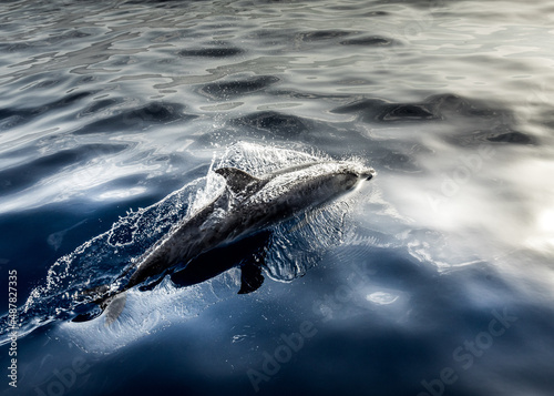 A group of friendly dolphins swims along a whale watching boat, on the beautiful and blue Tenerife Sea in Spain, Atlantic ocean © Rui