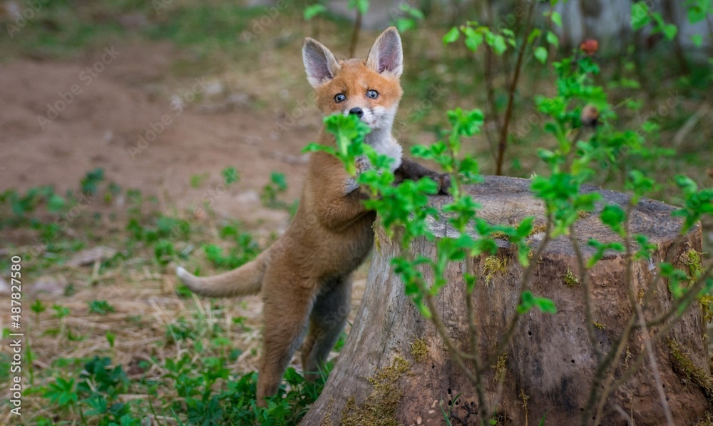 Obraz premium young fox in the grass