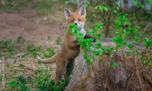 young fox in the grass