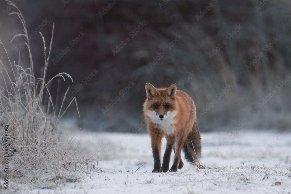 fox in the snow