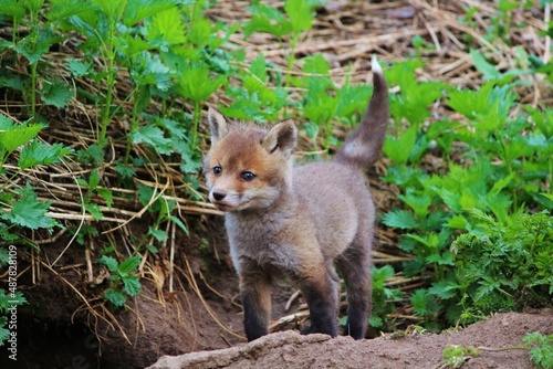 red fox cub © Мария Быкова