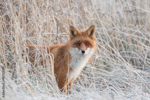 red fox in the wild