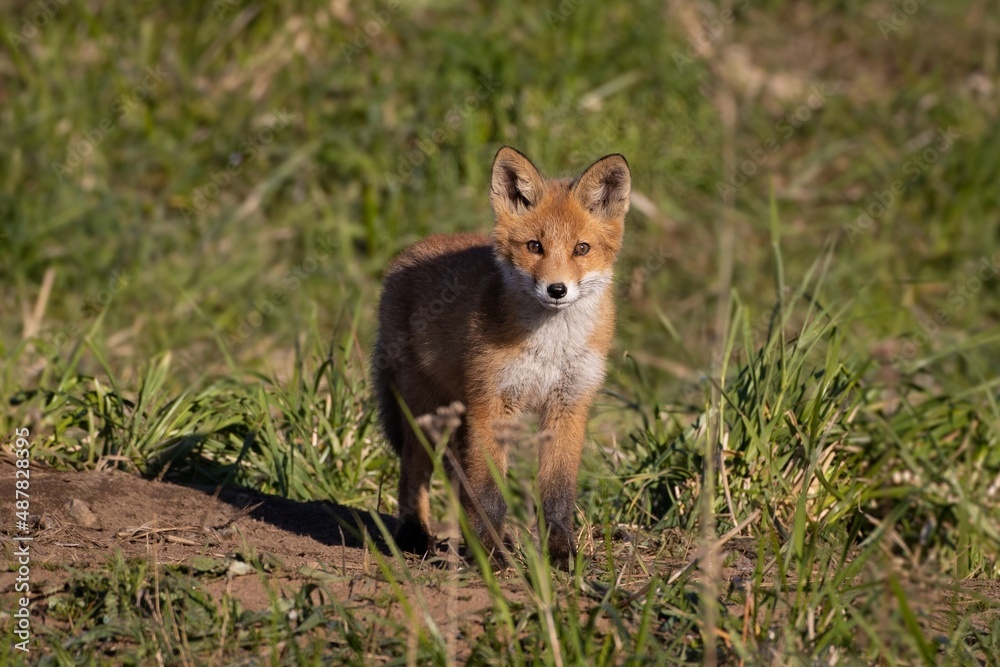red fox vulpes