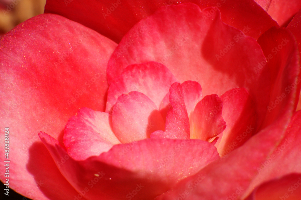 close up of red pink begonia flower petals texture