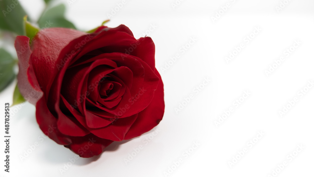 Red rose on white background. Closeup. Copy space. Red rose on white background. Closeup. Copy space.