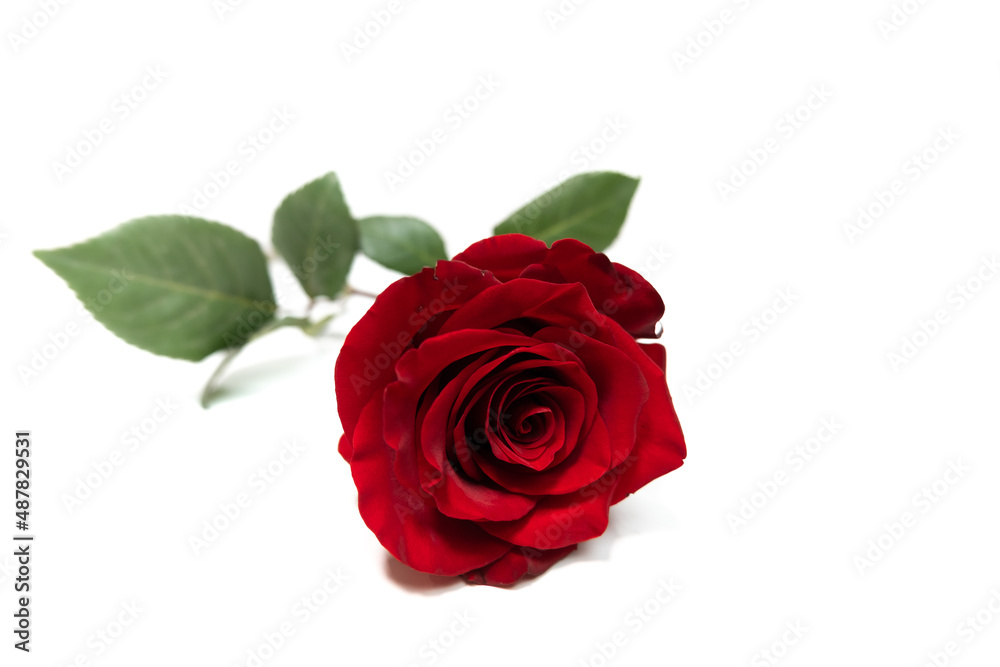 Red rose on a white background. Closeup on petals. Red rose on a white background. Closeup on petals.