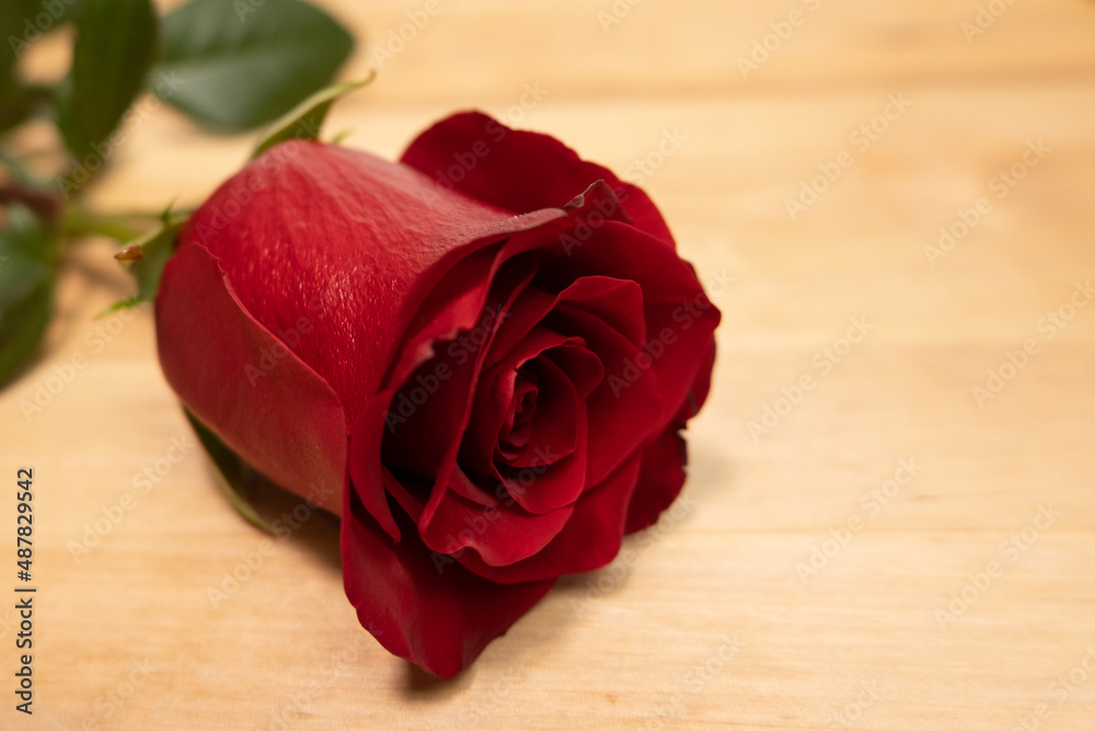Red rose on a wooden background. Close up. Shallow depth of field.