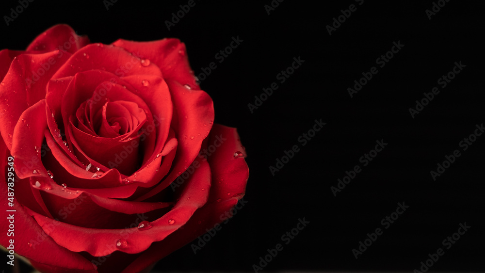 Red rose with water droplets. Black background, copy space on right. Red rose with water droplets. Black background, copy space on right.