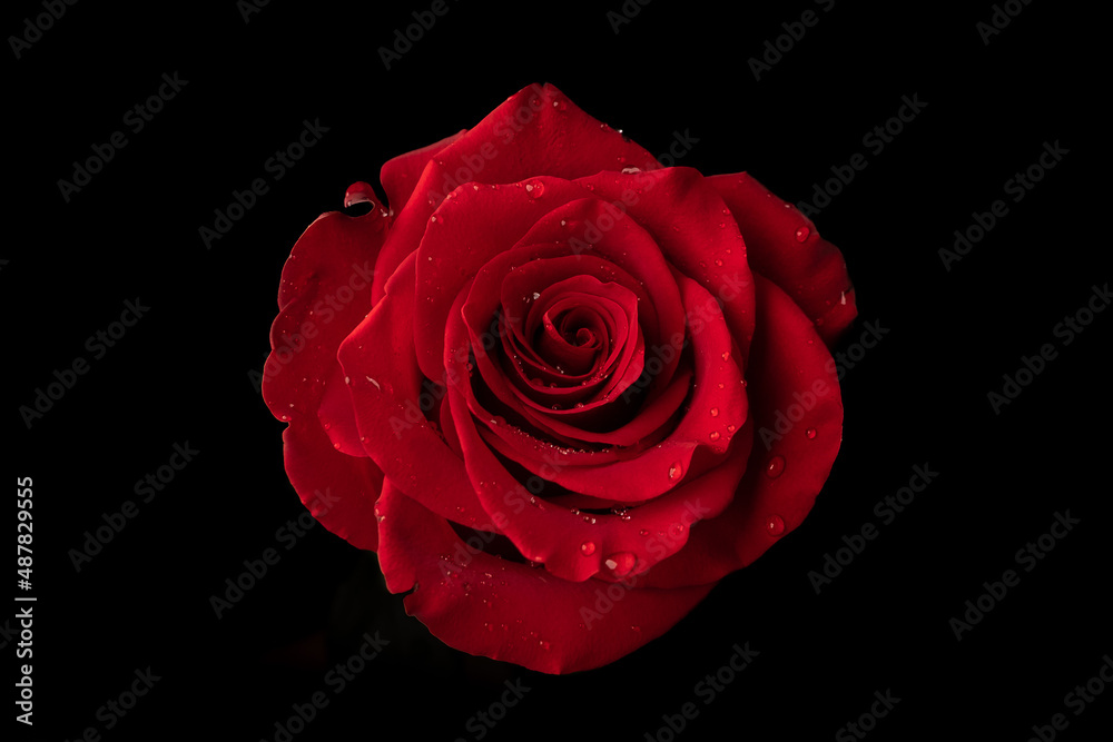 Fototapeta premium Red rose with water droplets on petals, isolated on black.