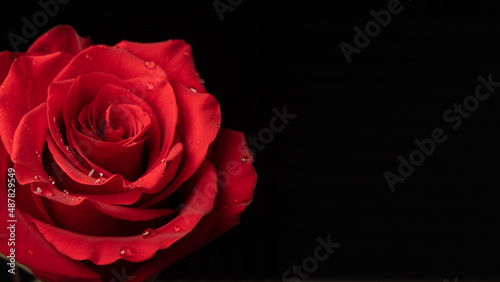 Red rose with water droplets. Black background  copy space on right.
