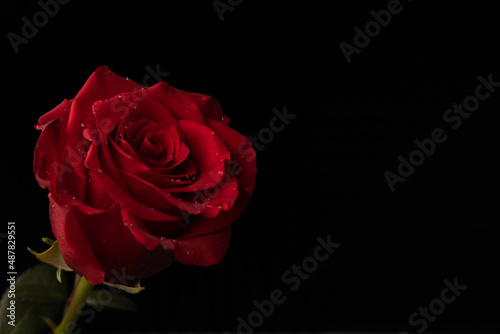 Red rose on black background. Copy space on right.