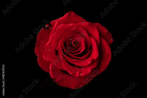 Red rose with water droplets on petals, isolated on black.