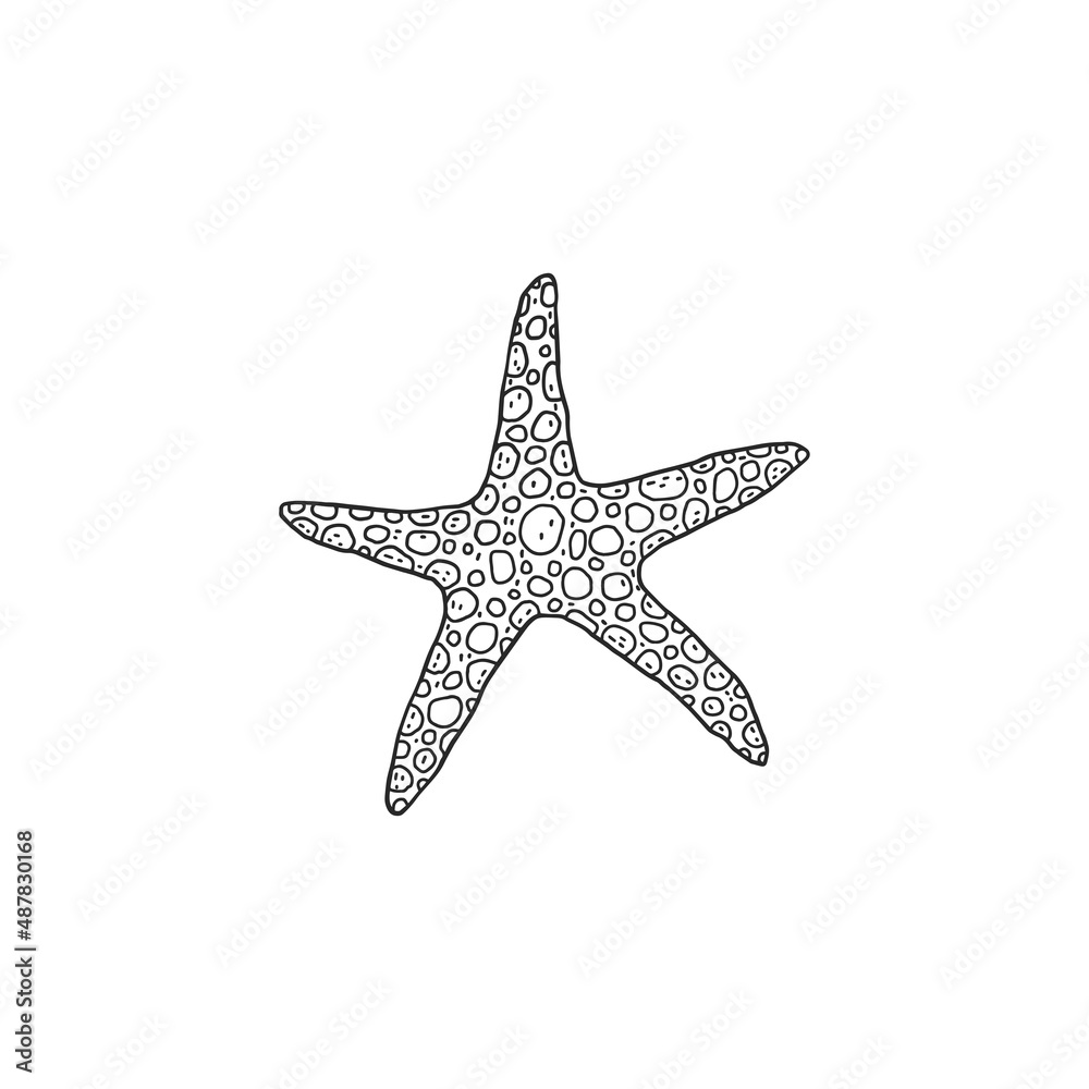 Starfish. Vector wild ocean animal mollusk underwater life doodle black white line isolated illustration. Starfish. Vector wild ocean animal mollusk underwater life doodle black white line isolated illustration.