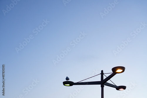 Pigeon resting on a street lamp that is illuminated against the blue cloudless sky