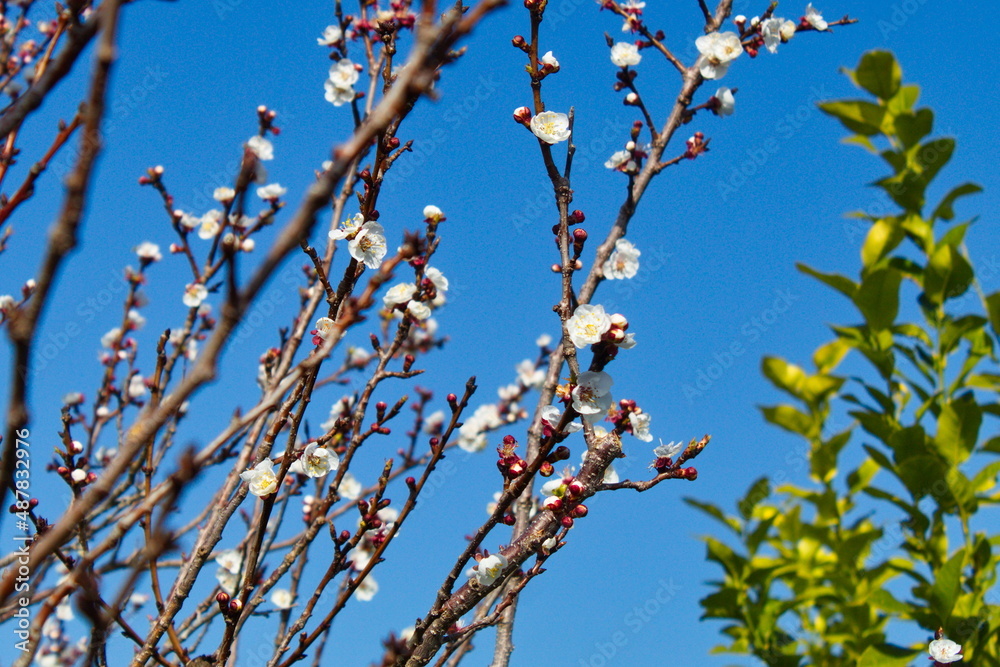 Beautiful and colorful apricot flower in full bloom Beautiful and colorful apricot flower in full bloom