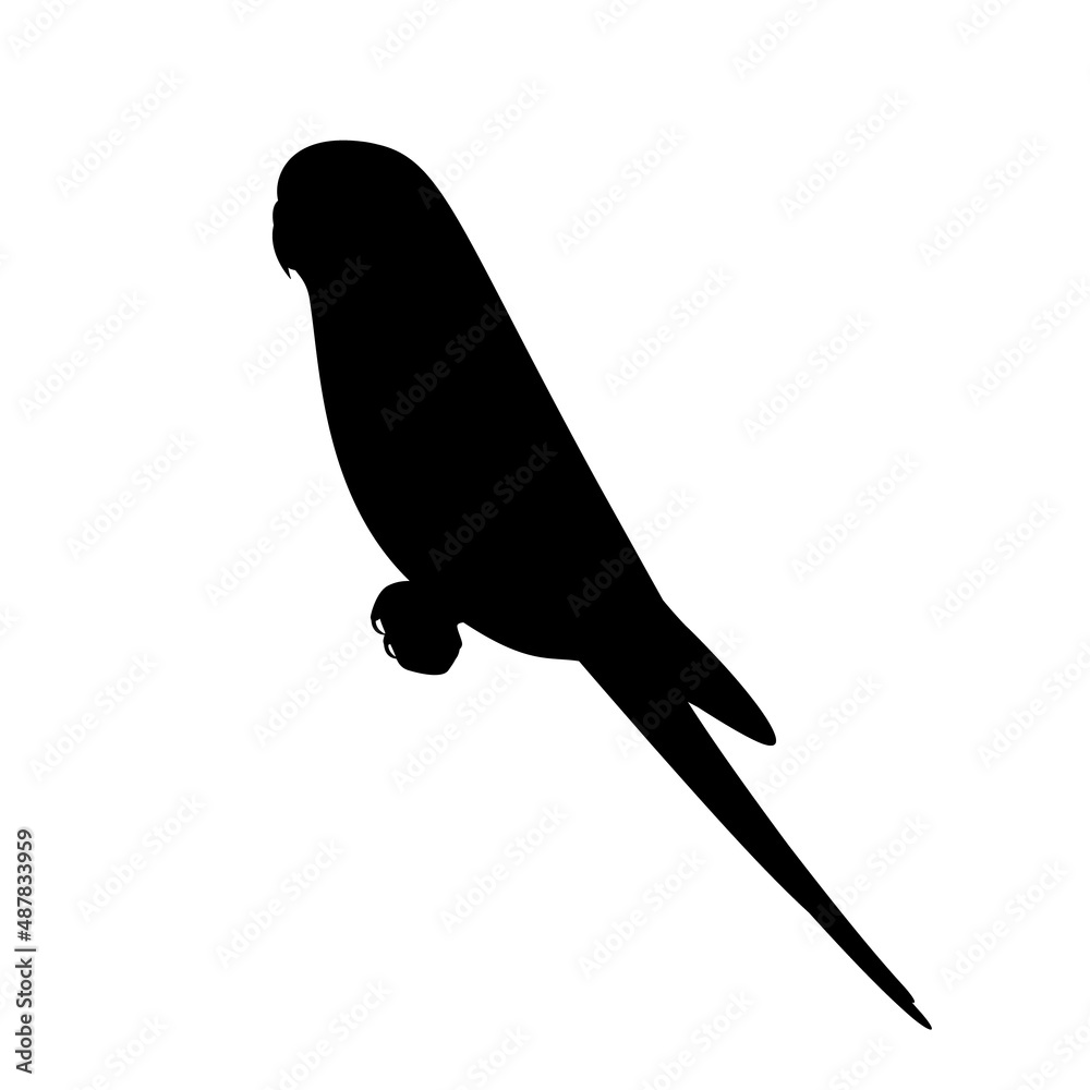 Silhouette of a sitting budgie Stock Vector | Adobe Stock