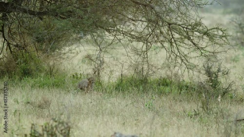 Part 8 of Playful cheetah cubs romping around at dawn in the bush veld nature reserve of the Kruger National Park. Very cute baby animals growing up in the wild in South Africa.