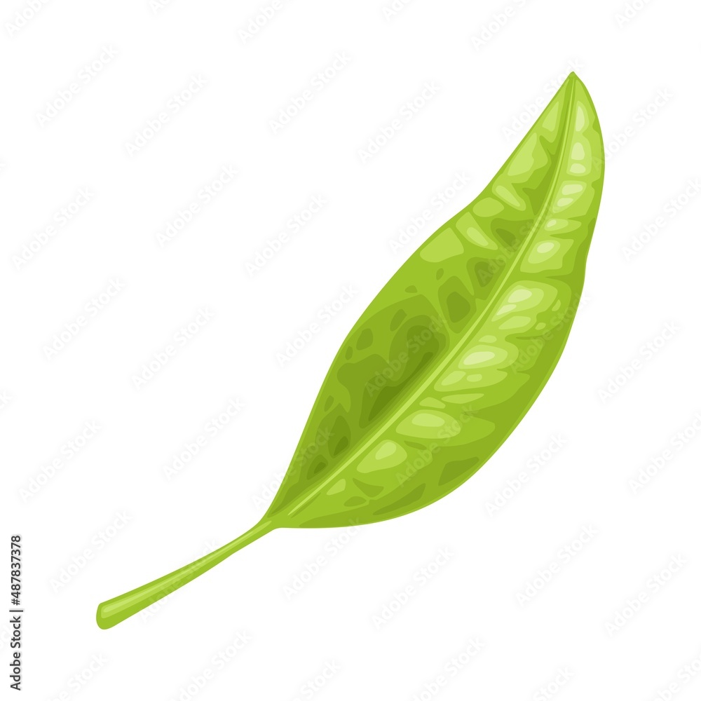 Fototapeta premium Tea branch with leaves. Vector color realistic illustration for label, poster, web. Isolated on white