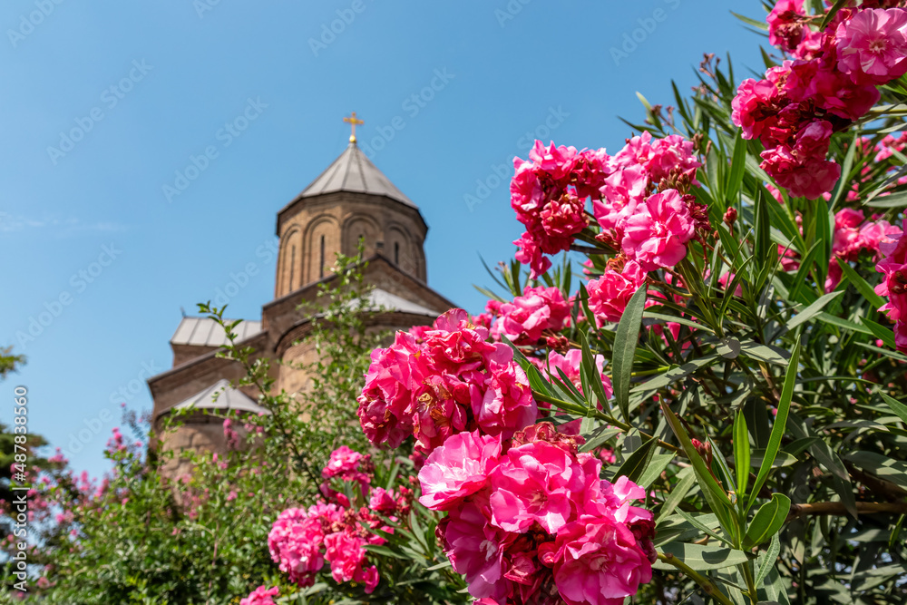Close up view on pink oleander with the Metekhi Church above the Kura river in city center of Tbilisi, Georgia. Georgian architecture sightseeing centre. Old town. Ancient church. Flower and bloom.