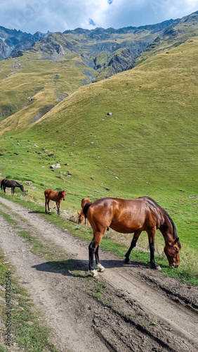 Heard of horses grazing on a dirt road in Stepansminda, Georgia. Greater Caucasian Mountain Range. Alpine pasture. Green lush meadows. Green highlands. Small horses. Wildlife