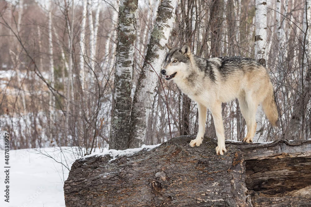 Grey Wolf (Canis lupus) Stands Atop Log Looking Left Winter Grey Wolf (Canis lupus) Stands Atop Log Looking Left Winter