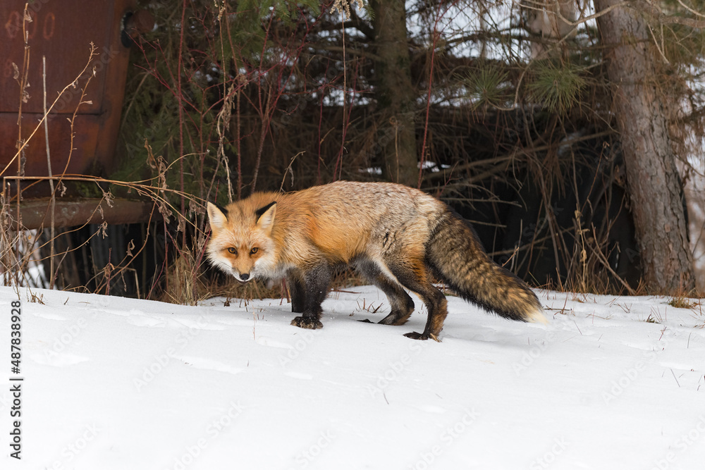 Fototapeta premium Red Fox (Vulpes vulpes) Stands Near Old Truck in Woods Winter