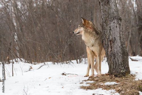 Grey Wolf (Canis lupus) Stands Next to Tree Trunk Looking Left Winter