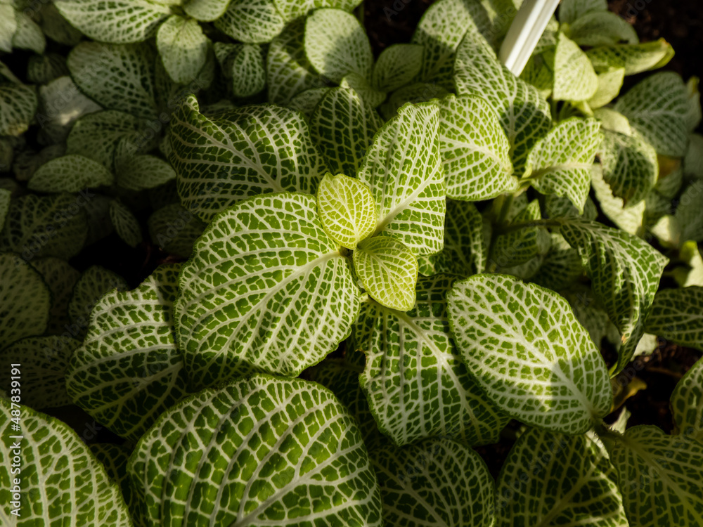 Macro shot of foliage of the Nerve plant - Fittonia verschaffeltii. Fittonia with leaves with white veining Macro shot of foliage of the Nerve plant - Fittonia verschaffeltii. Fittonia with leaves with white veining