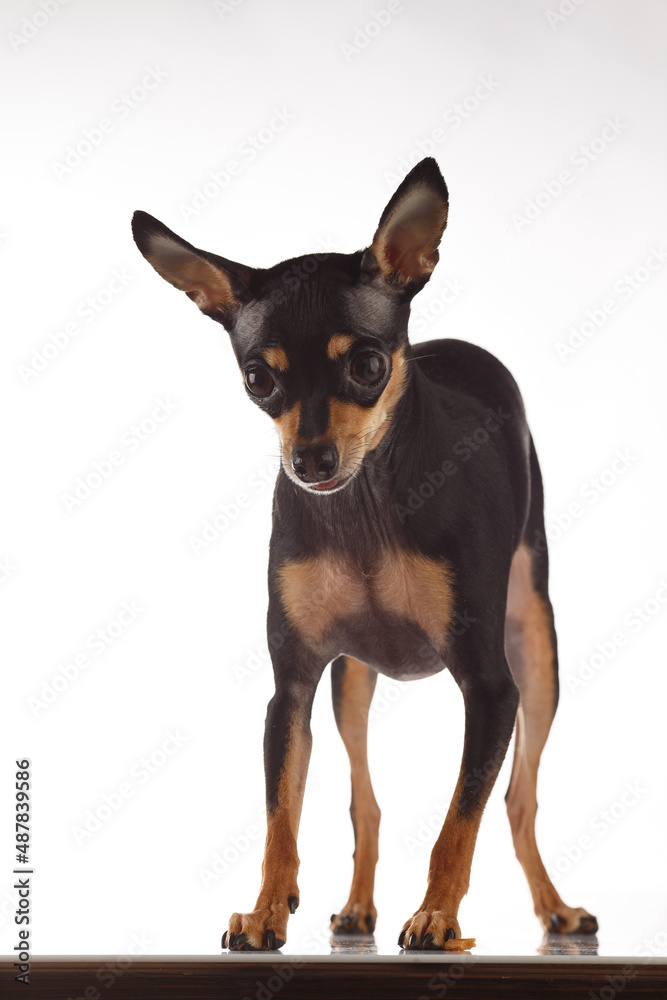 Toy Terrier dog photo portrait. Toy Terrier dog photo portrait.