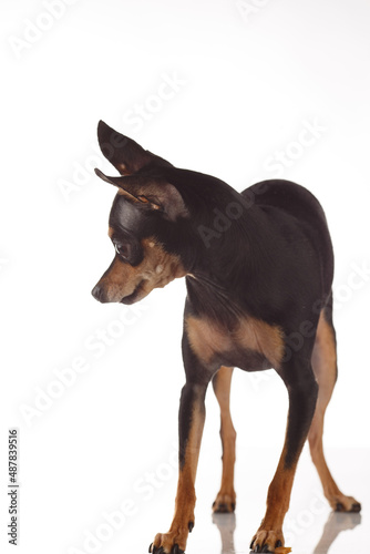 Toy Terrier dog photo portrait.