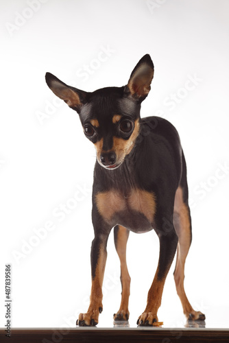 Toy Terrier dog photo portrait.